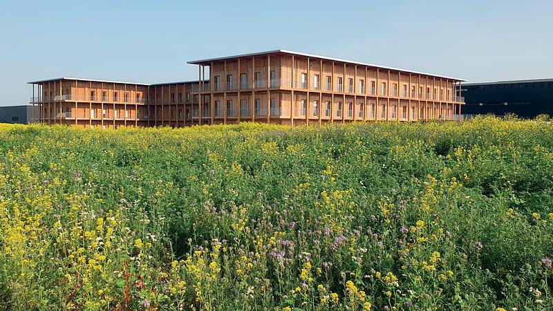 Hennessy Village di balik ladang bunga kuning dan kebun anggur